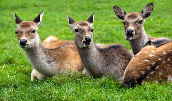 Deer Park