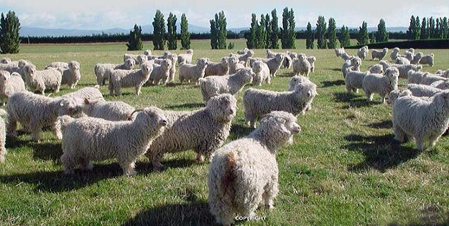 Angora Farm