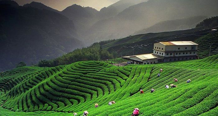 Kausani Tour Packages